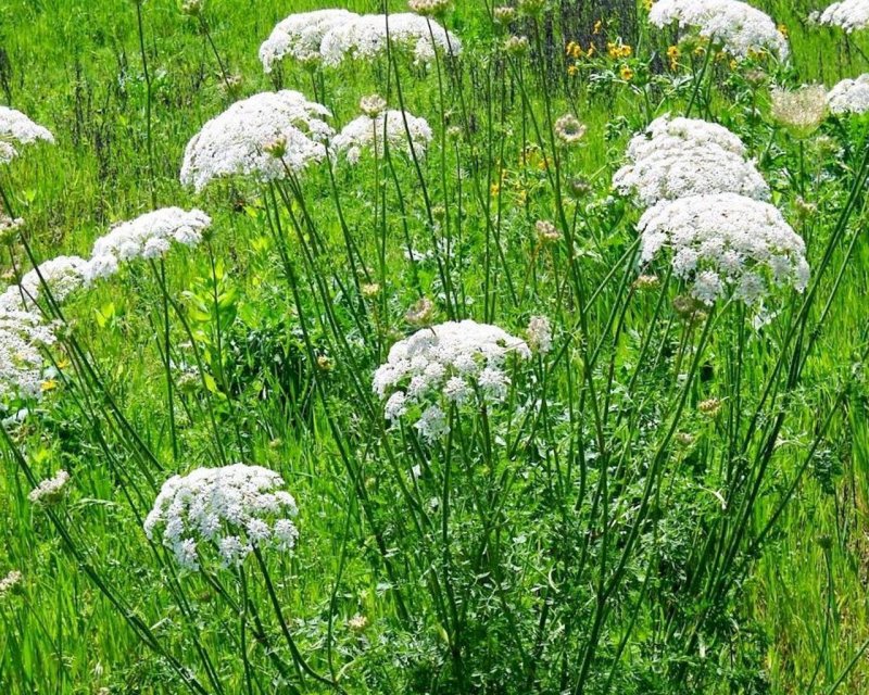 Daucus carota цветок