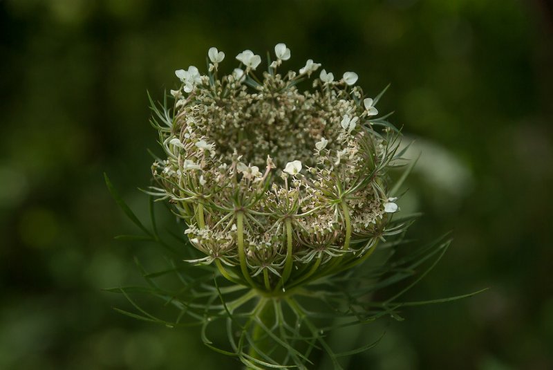Морковь Дикая - Daucus carota l.