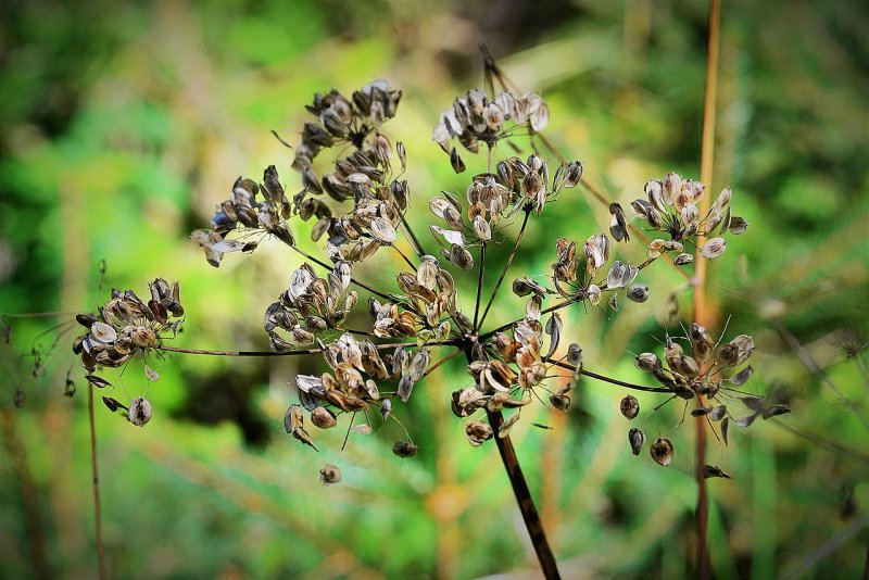 Daucus carota цветок