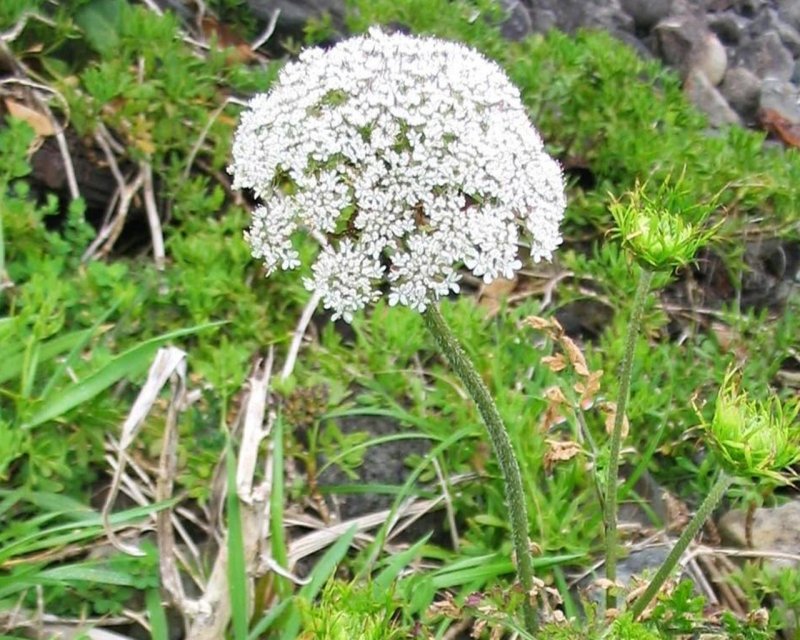 Морковь Дикая корневище