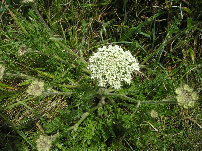 Морковь Дикая (Daucus carota)