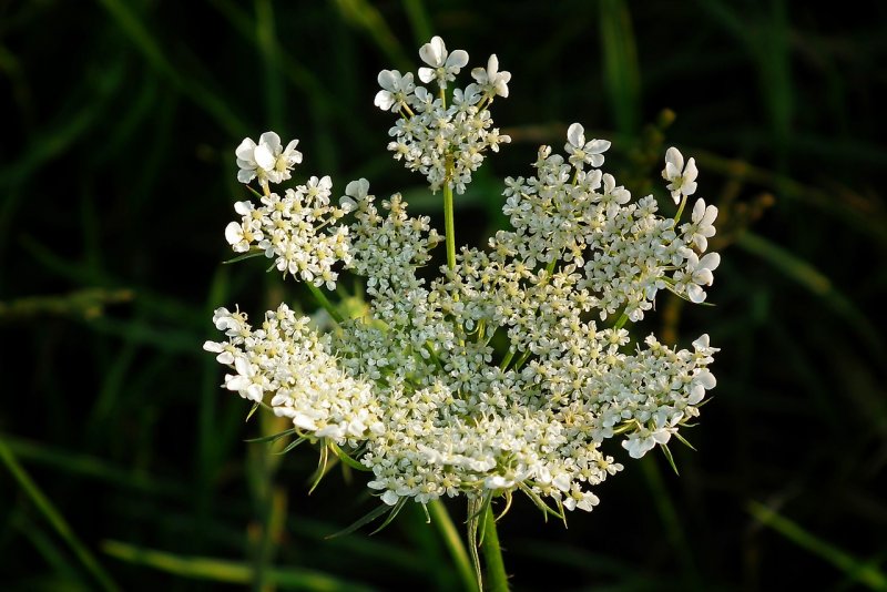 Морковь Дикая (Daucus carota)