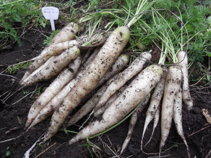 Морковь Дикая (Daucus carota)