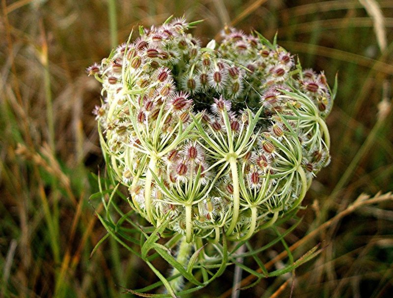Морковь Дикая (Daucus carota) сорт дара