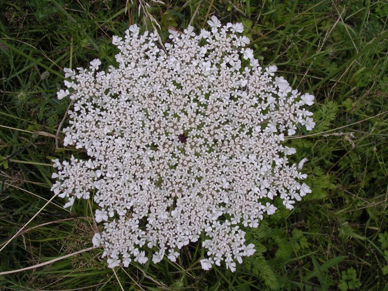 Дикая морковь листья