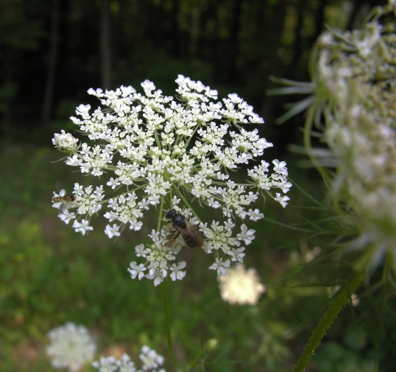 Daucus carota цветок