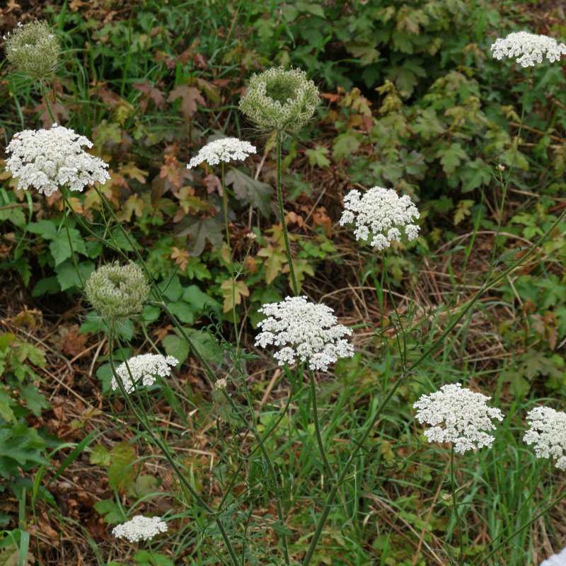 Daucus carota цветок