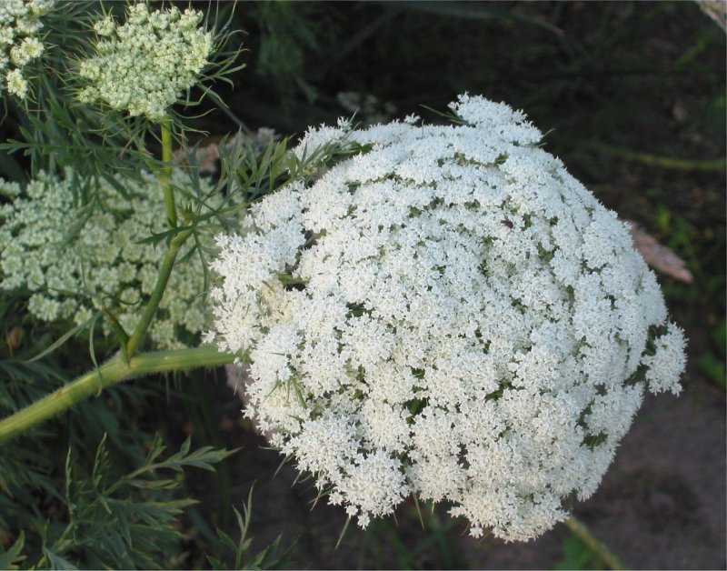 Daucus carota цветок