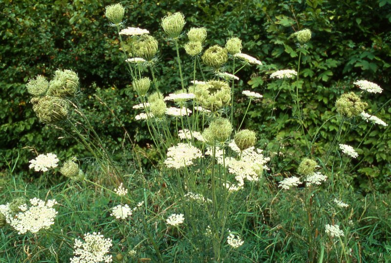 Морковь Дикая (Daucus carota)
