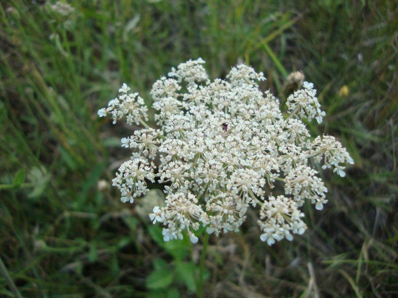 Дикая морковь (лат. Daucus carota l.).