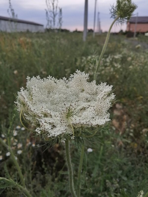 Морковь Дикая (Daucus carota)