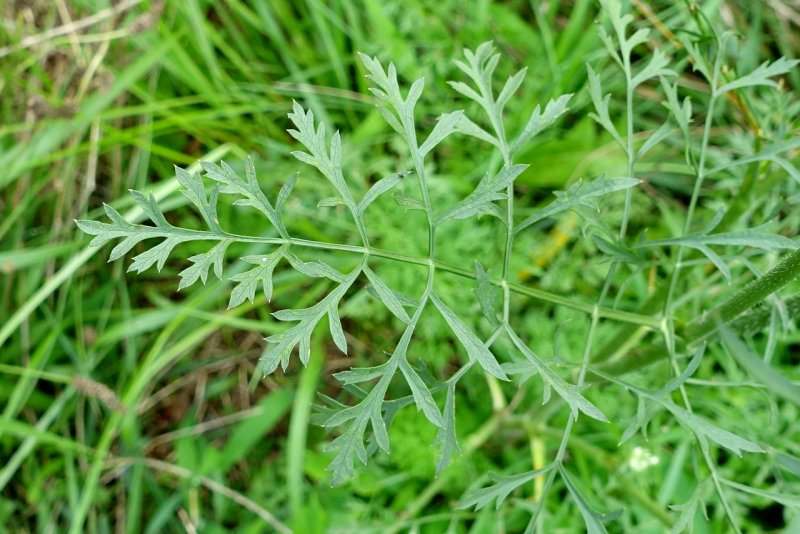 Daucus carota цветок