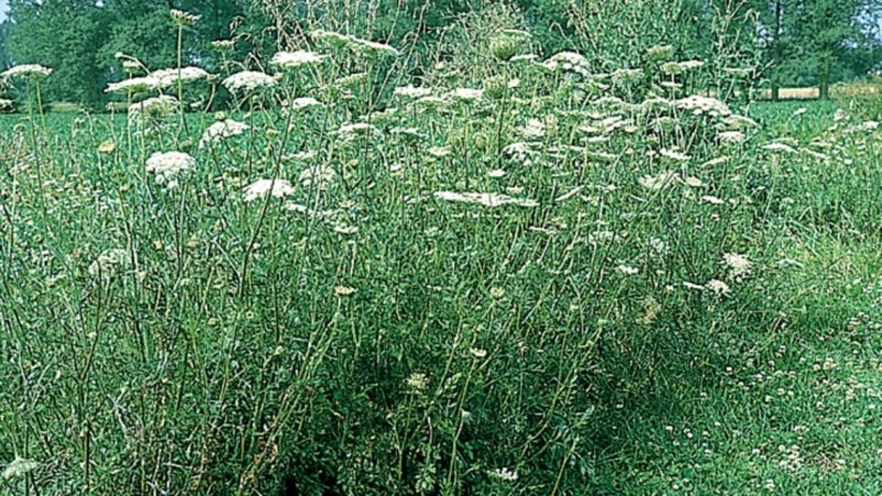 Морковь Дикая (Daucus carota)