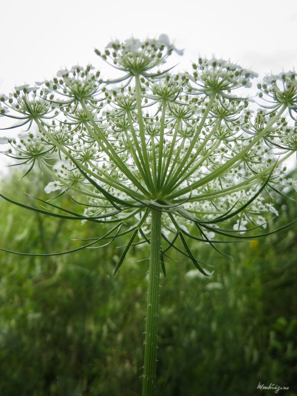 Daucus carota цветок