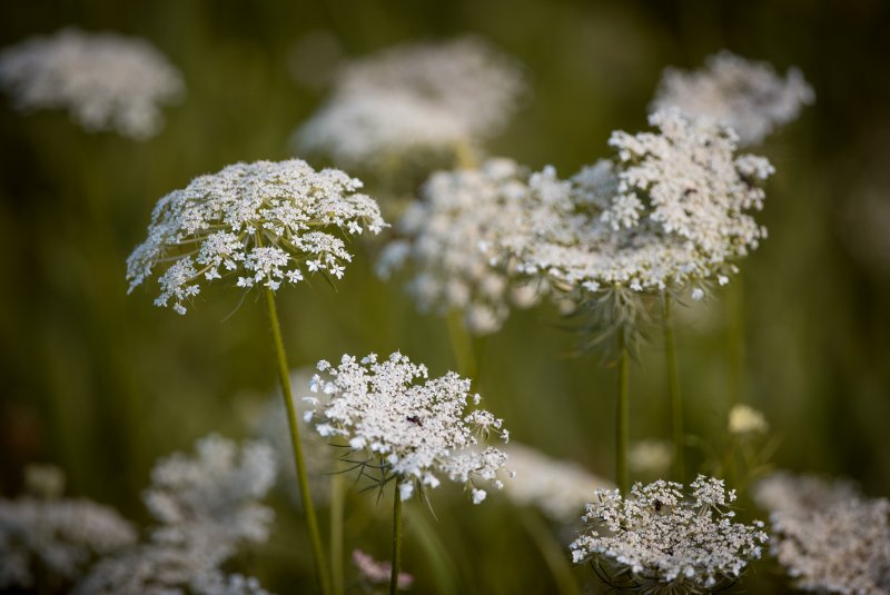 Морковь Дикая (Daucus carota)