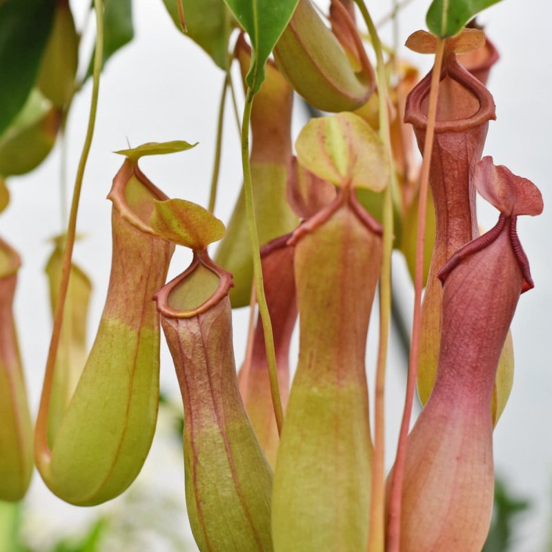 Nepenthes alata Group