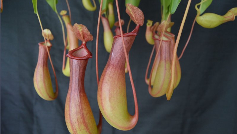 Непентес Аттенборо (Nepenthes attenboroughii) в горшке