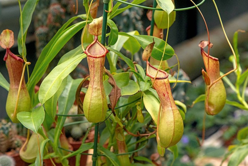 Непентес (Nepenthes)