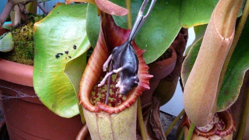 Непентес (Nepenthes)