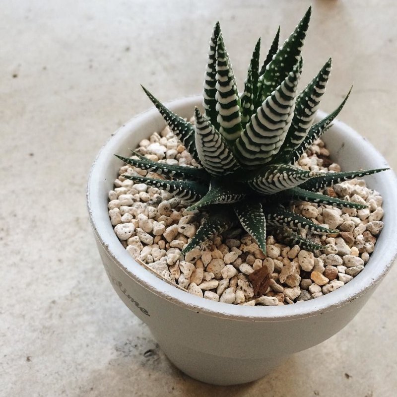 Хавортия полосатая (Haworthia fasciata)