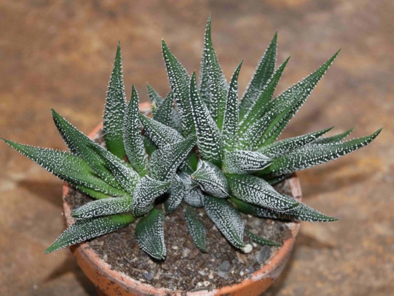 Хавортия fasciata concolor
