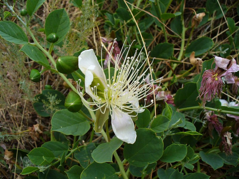 Каперсы кустарник