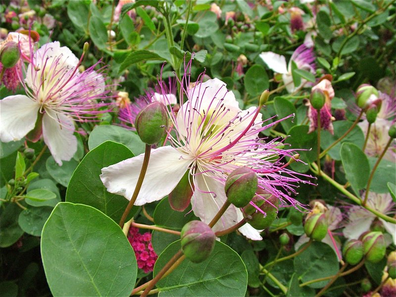 Каперсы кустарник
