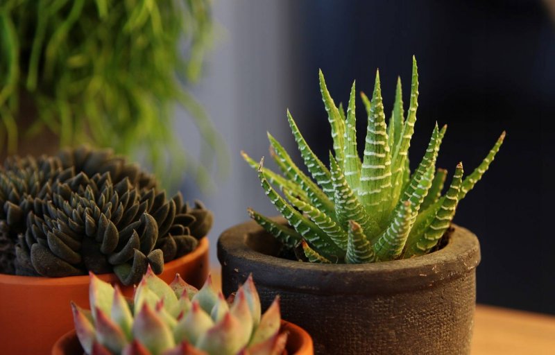 Хавортия полосатая (Haworthia fasciata)