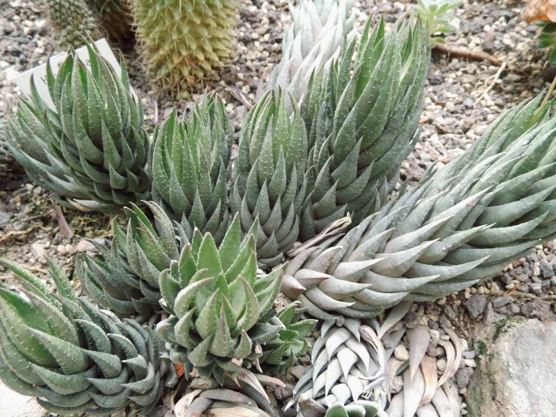 Хавортия fasciata concolor
