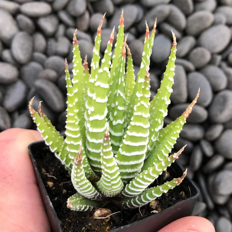 Хавортия полосатая (Haworthia fasciata)