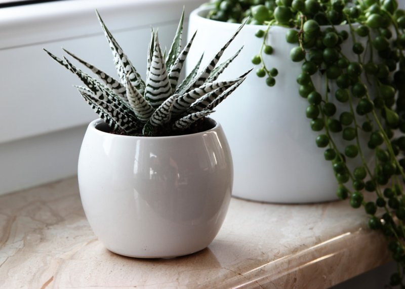 Хавортия полосатая (Haworthia fasciata)