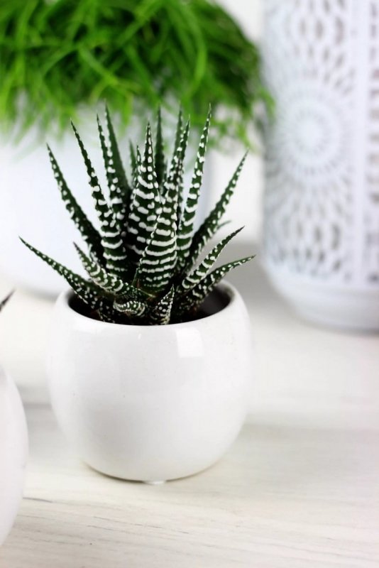Haworthia fasciata concolor