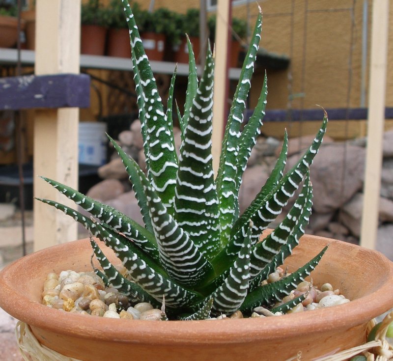 Хавортия fasciata