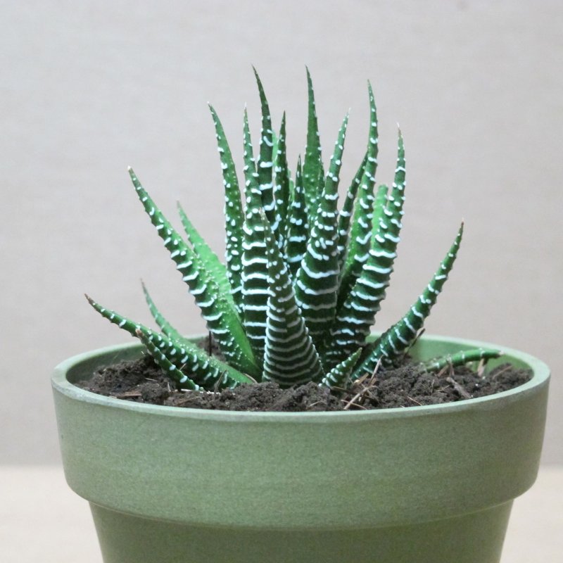 Хавортия полосатая (Haworthia fasciata)