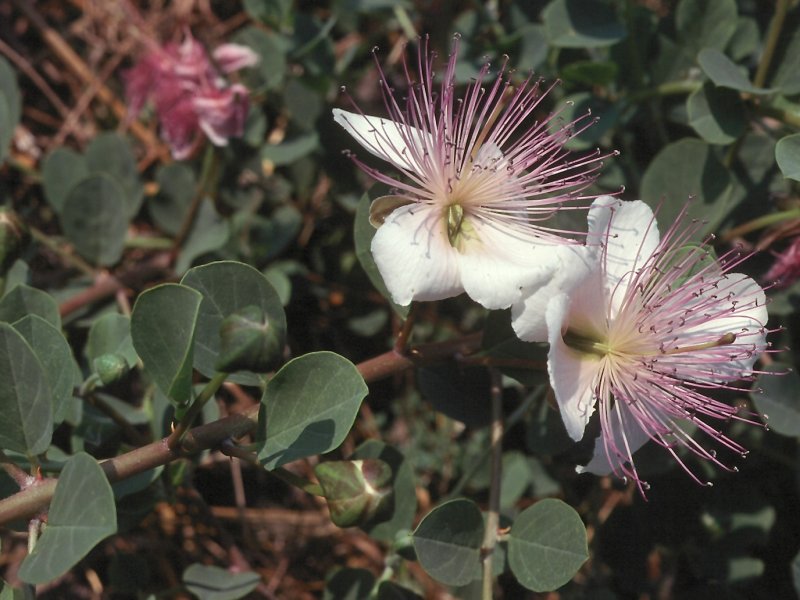 Каперсы колючие (Capparis spinosa)