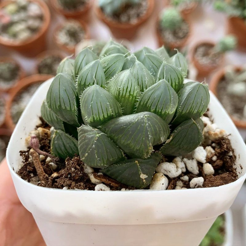 Haworthia cooperi