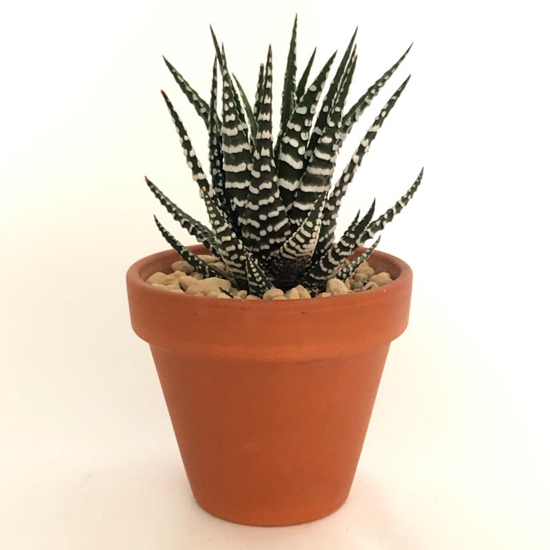 Суккулент Haworthia fasciata