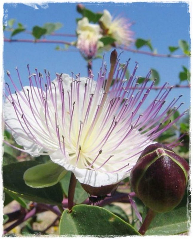 Каперсы колючие (Capparis spinosa)