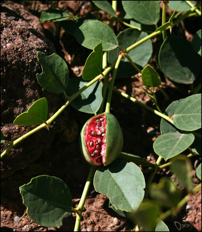 Каперсы кустарник
