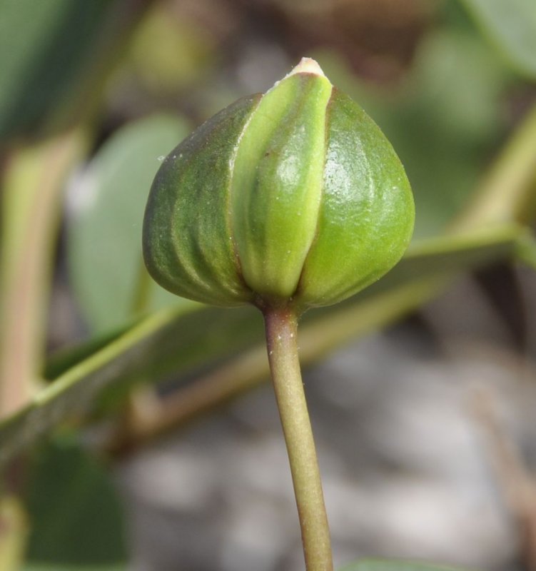 Capparis herbacea каперсы