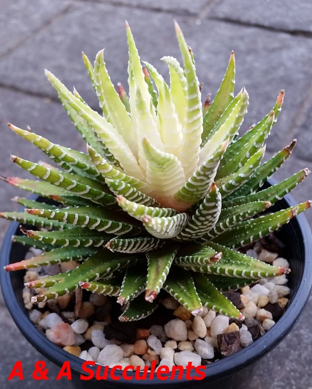 Haworthia nigra x attenuata