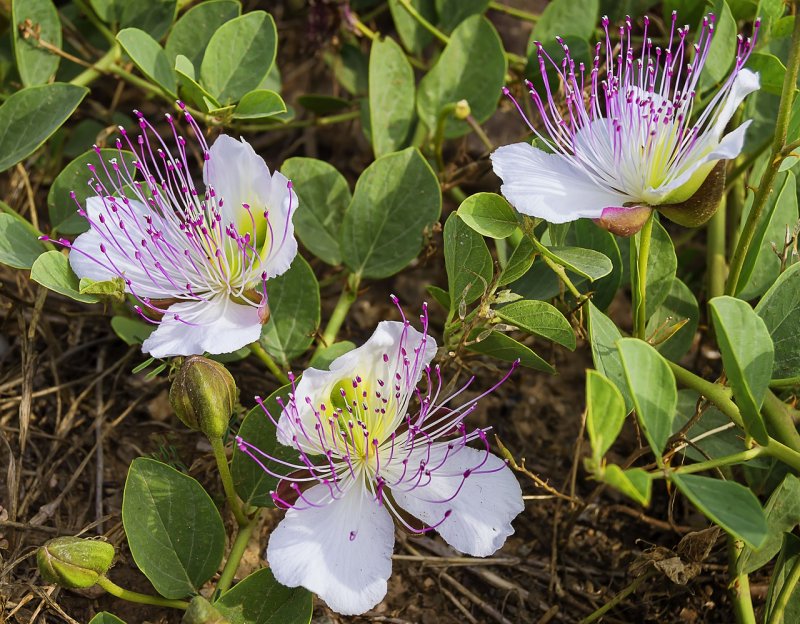 Каперсы колючие (Capparis herbacea).