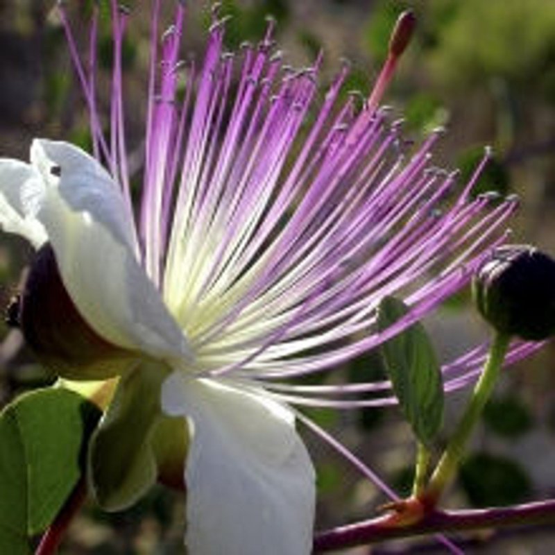 Каперсник Capparis spinosa каперсы