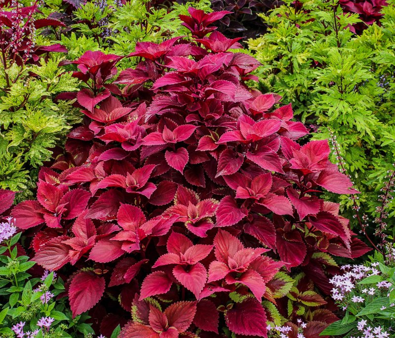 Колеус Wizard Velvet Red