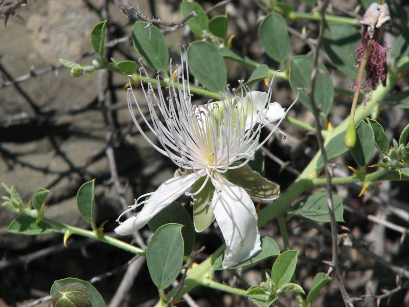 Каперсы кустарник