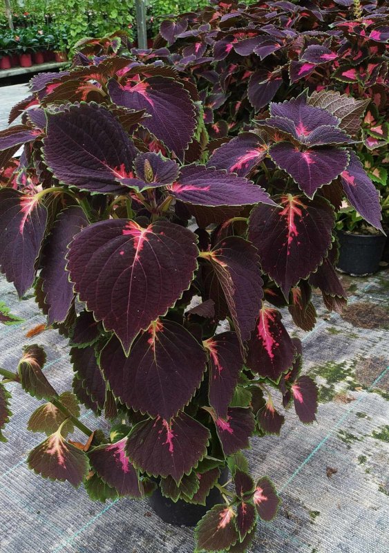 Колеус Crimson Ruffles