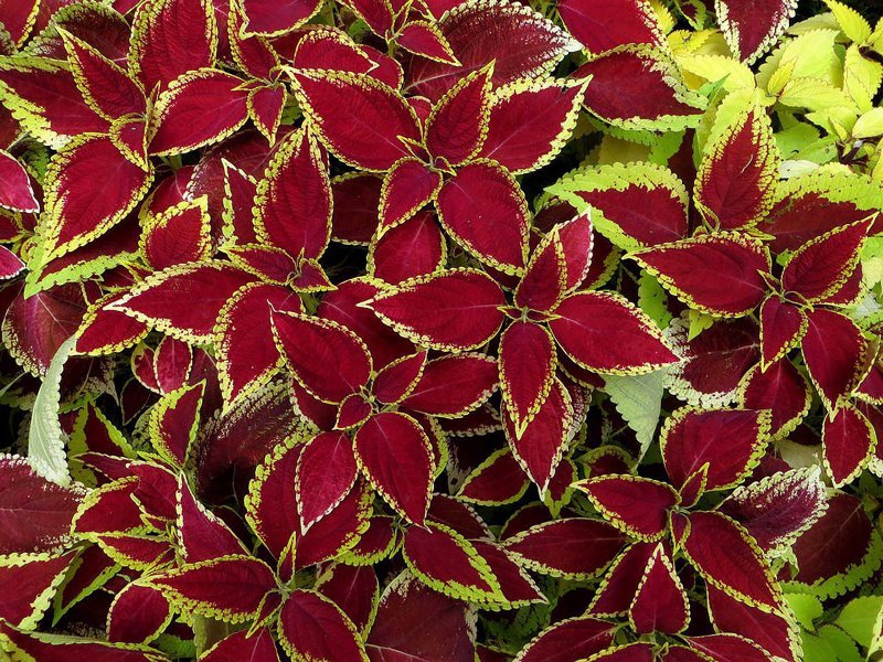 Колеус Coleus Juliet Quartermain