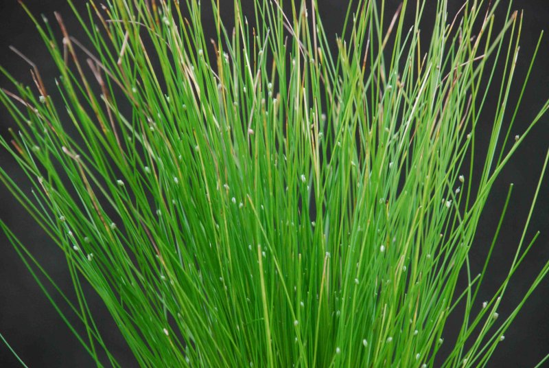 Scirpus cernuus