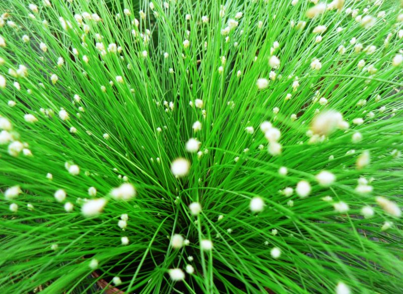Сцирпус (Scirpus)(Изолепис.камыш)