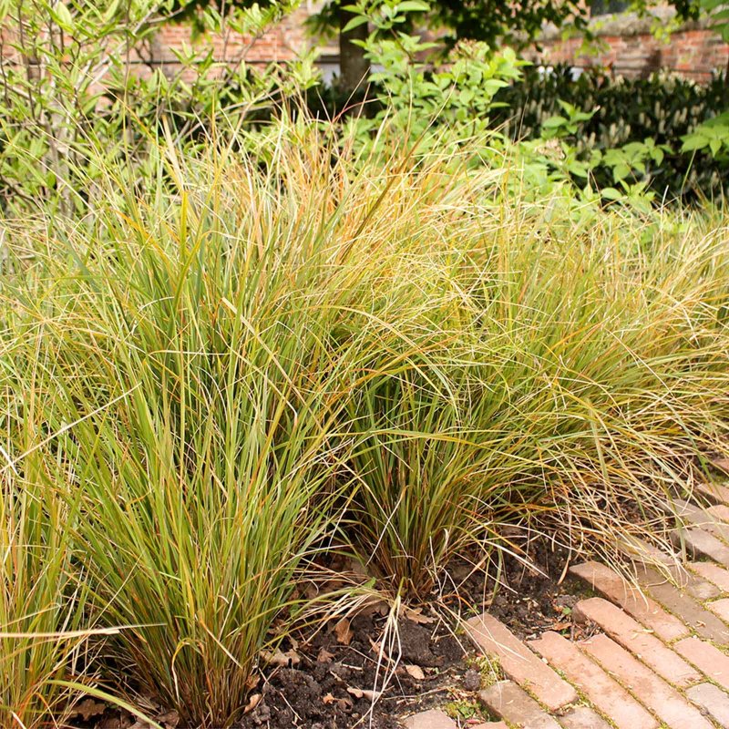 Stipa tenuissima ponytails